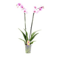 Planta de interior Dracula, Orhidee Phalaenopsis inflorite, H 60 cm, D 12 cm, - 1