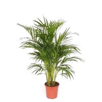 Planta de interior Dracula, Palmier Dypsis Lutescens, H 100 cm, D 21 cm - 1