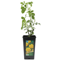 Planta exterior trandafiri in ghiveci, culoare galben, dimensiune 30 cu 40 cm - 1