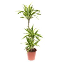 Planta naturala de interior Dracula, Dracaena lemon lime in ghiveci, H 130 cm, D 24 cm - 1