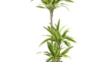 Planta naturala de interior Dracula, Dracaena lemon lime in ghiveci, H 130 cm, D 24 cm