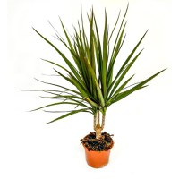 Planta naturala de interior Dracula, Dracaena marginata, H 65 cm, D 12 cm - 1