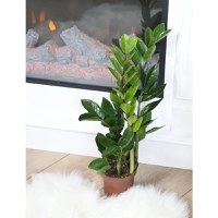 Planta naturala de interior Dracula, Zamioculcas zamiifolia, H 40 cm, D 12 cm - 2