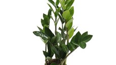 Planta naturala de interior Dracula, Zamioculcas zamiifolia, H 40 cm, D 12 cm