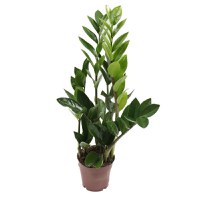 Planta naturala de interior Dracula, Zamioculcas zamiifolia, H 40 cm, D 12 cm - 1