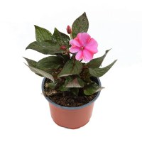 Planta pentru exterior, Impatiens mix color, cu flori, H 20 cm, D 12 cm - 1