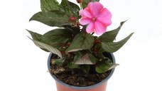 Planta pentru exterior, Impatiens mix color, cu flori, H 20 cm, D 12 cm