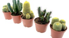 Set 5 cactusi, Dixiestore, 19 cm, Verde