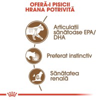 Royal Canin Ageing 12+, hrană umedă pisici senior, (în sos) Royal Canin Ageing 12+, plic hrană umedă pisici senior, (în sos), 85g - 8