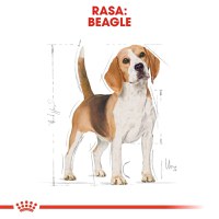 Royal Canin Beagle Adult, hrană uscată câini, 3kg - 6