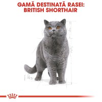 Royal Canin British Shorthair Adult, hrană uscată pisici, 400g - 5