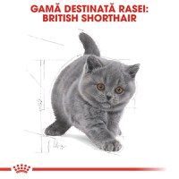 ROYAL CANIN British Shorthair Kitten, hrană uscată pisici junior, 2kg - 4