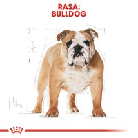 Royal Canin Bulldog Adult, hrană uscată câini, 3kg - 7