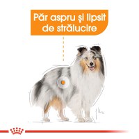 ROYAL CANIN Coat Care Adult, hrană umedă câini, blană sănătoasă și lucioasă, (pate), 85g - 4