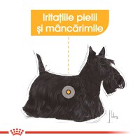 ROYAL CANIN Dermacomfort Adult, hrană umedă câini, prevenirea iritațiilor pielii, (pate), 85g - 4