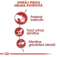 Royal Canin Instinctive Adult, hrană umedă pisici, (în aspic) Royal Canin Instinctive Adult, plic hrană umedă pisici, (în aspic), 85g - 5