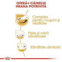 ROYAL CANIN Jack Russell Adult, hrană uscată câini, 1.5kg - 2