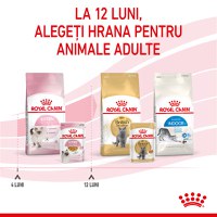 ROYAL CANIN Kitten, hrană umedă pisici, (în aspic), 85g - 10