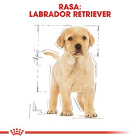 ROYAL CANIN Labrador Puppy, hrană uscată câini junior, 12kg - 4