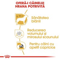 ROYAL CANIN Maltese Adult, hrană uscată câini, 500g - 5