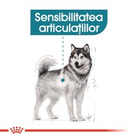 Royal Canin Maxi Joint Care Adult, hrană uscată câini, îngrijirea articulațiilor, 10kg - 2