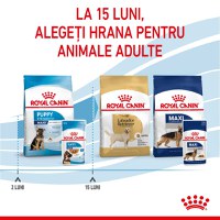 Royal Canin Maxi Puppy, hrană umedă câini junior, (în sos) ROYAL CANIN Maxi Puppy, plic hrană umedă câini junior, (în sos), 140g - 5