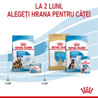 ROYAL CANIN Maxi Starter Mother & Babydog, mama și puiul, hrană uscată câini, 15kg - 10