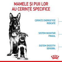 ROYAL CANIN Maxi Starter Mother & Babydog, mama și puiul, hrană uscată câini, 15kg - 4