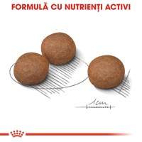 Royal Canin Medium Digestive Care, hrană uscată câini, confort digestiv, 3kg - 10