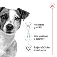 ROYAL CANIN Mini Adult, hrană umedă câini, (în sos), 85g - 3