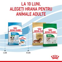 ROYAL CANIN Mini Puppy, hrană uscată câini junior, 800g - 10