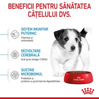 ROYAL CANIN Mini Puppy, hrană uscată câini junior, 800g - 5