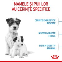 ROYAL CANIN Mini Starter Mother & Babydog, mama și puiul, hrană uscată câini, 8kg - 4