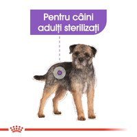 ROYAL CANIN Mini Sterilised Adult, hrană uscată câini sterilizați, 1kg - 4