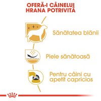 ROYAL CANIN West Highland Terrier Adult, hrană uscată câini, 1.5kg - 5