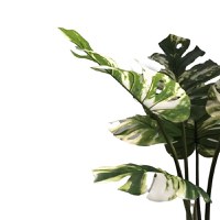 Planta decorativa Monstera I in ghiveci verde plastic PP H90 cm - 2